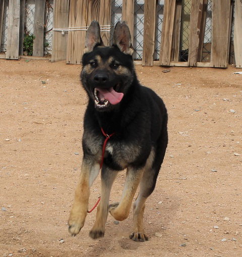 Sarge - photo 8