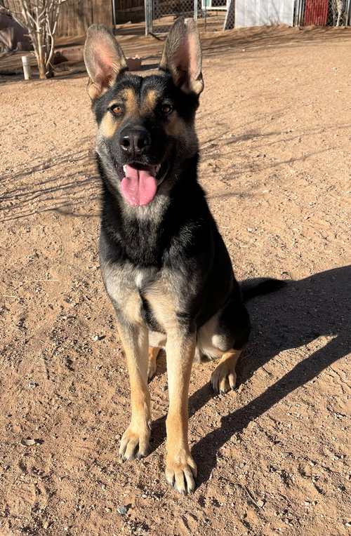 Sarge - photo 9