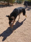 Sarge - - Photo 6