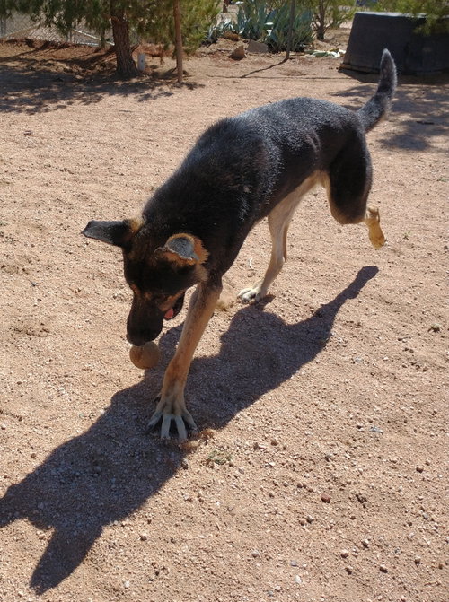 Sarge - photo 6