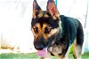 adoptable Dog in valley, AL named Sarge -