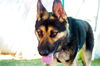 adoptable Dog in Apple Valley, CA named Sarge -