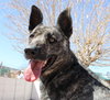 Cleo-Patra-got long term Foster! - Photo 10