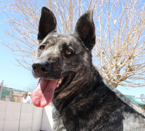 Cleo-Patra-got long term Foster! — thumbnail 10