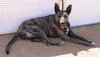 Cleo-Patra-got long term Foster! - Photo 12