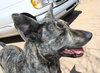 Cleo-Patra-got long term Foster! - Photo 7