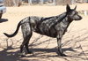 Cleo-Patra-got long term Foster! - Photo 13