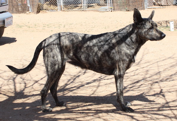 Cleo-Patra-**INCREDIBLE COMPANION!