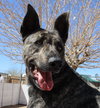 Cleo-Patra-got long term Foster! - Photo 11