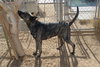 Cleo-Patra-got long term Foster! - Photo 8