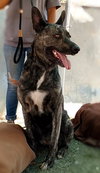 Cleo-Patra-got long term Foster! - Photo 6