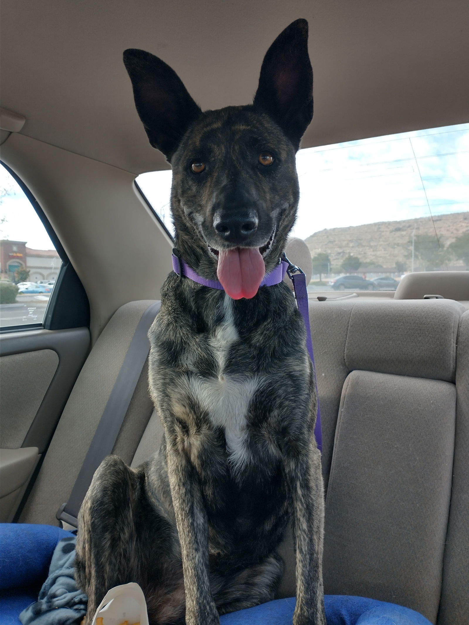 adoptable Dog in Apple Valley, CA named Cleo-Patra-INCREDIBLE COMPANION!