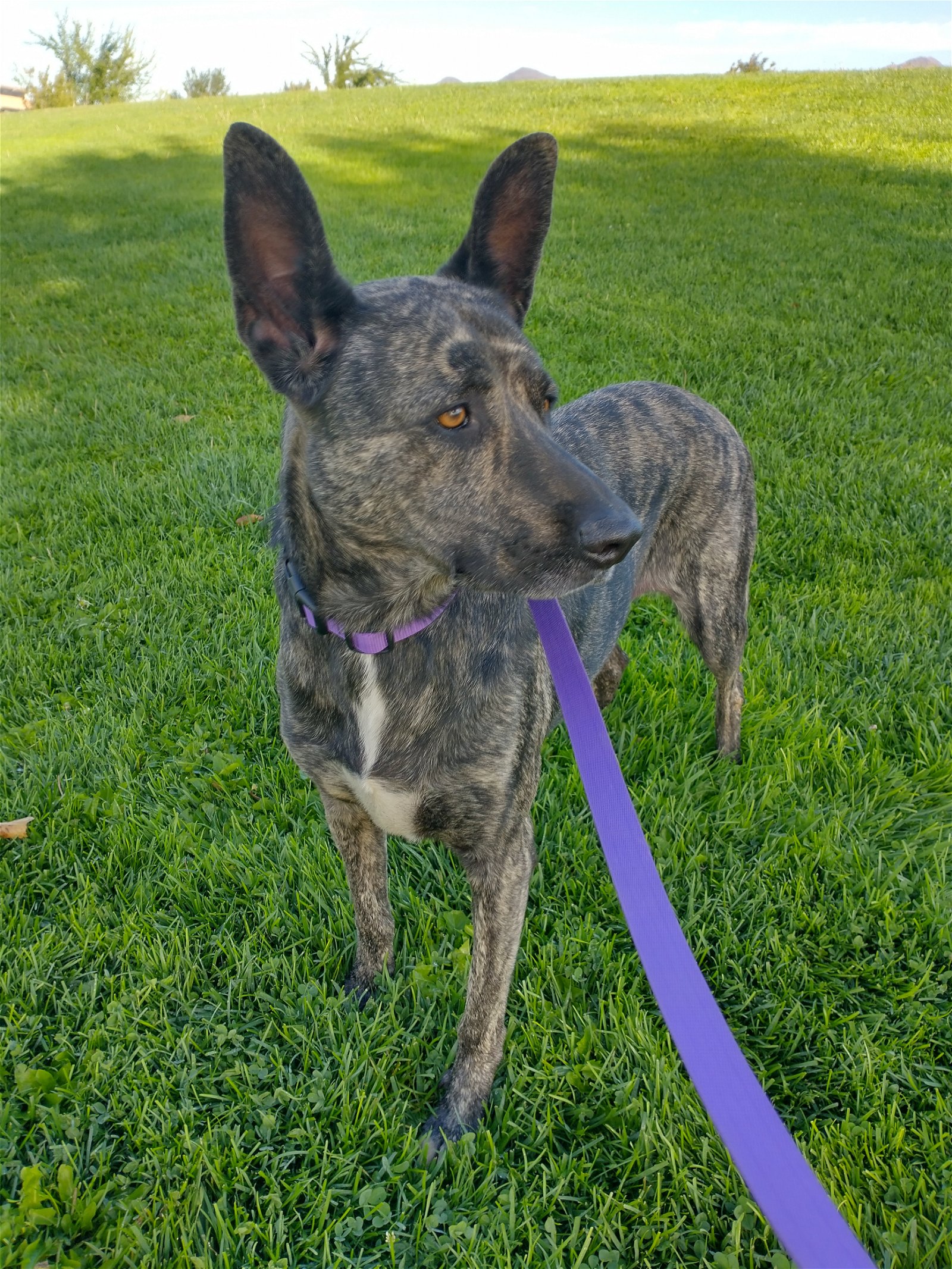 adoptable Dog in Apple Valley, CA named Cleo-Patra -