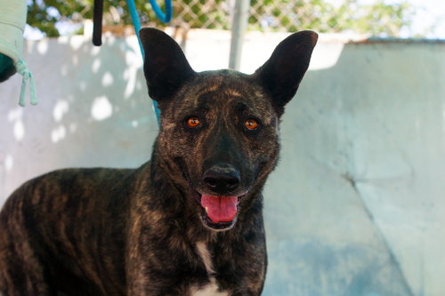 CLEO-PATRA-GOT LONG TERM FOSTER! - Dutch Shepherd available for adoption