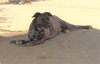 Bonnie- ** - Photo 11