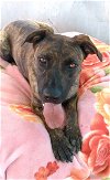 adoptable Dog in apple valley, CA named Bonnie-