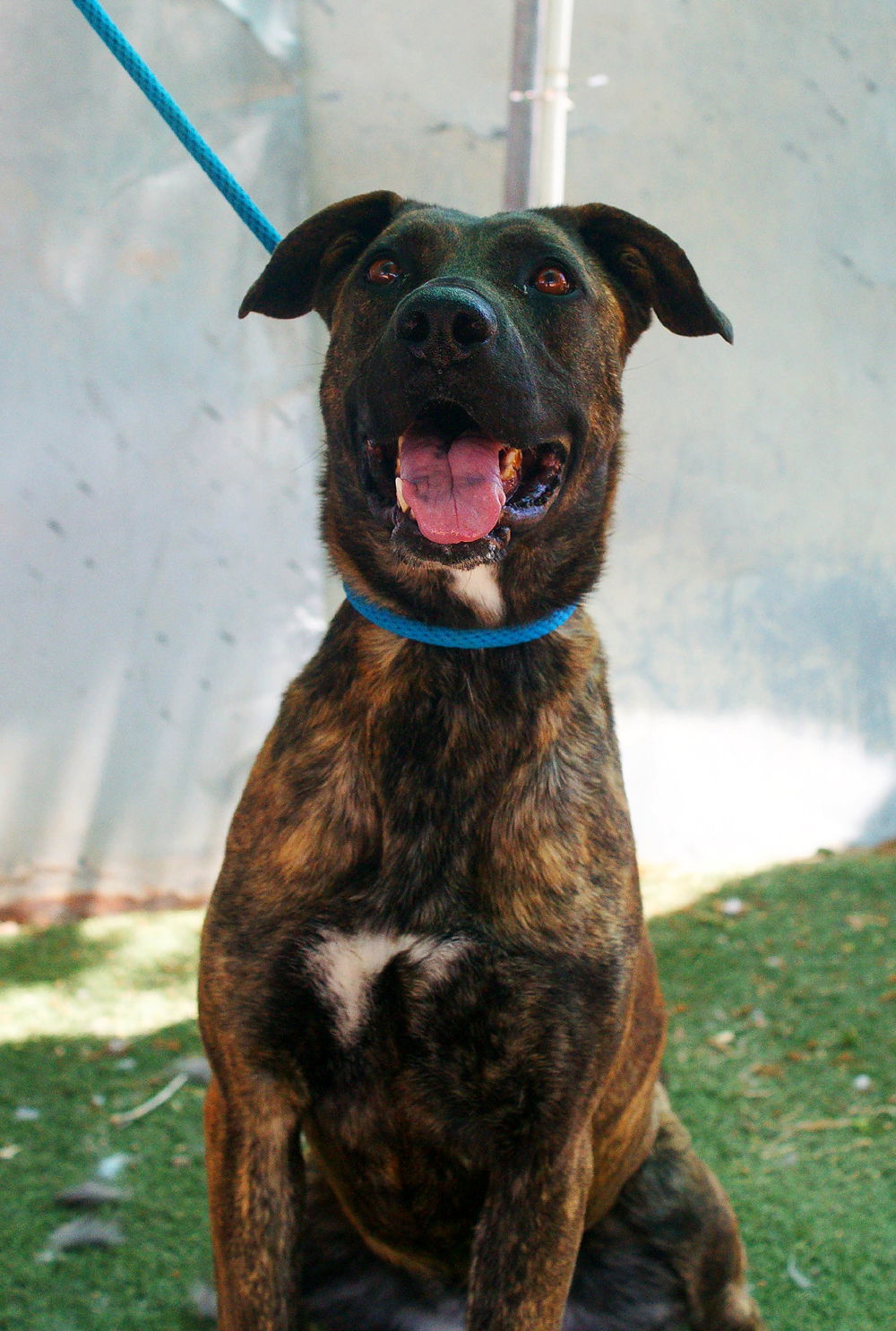 adoptable Dog in Apple Valley, CA named Bonnie-