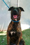 adoptable Dog in  named Bonnie-