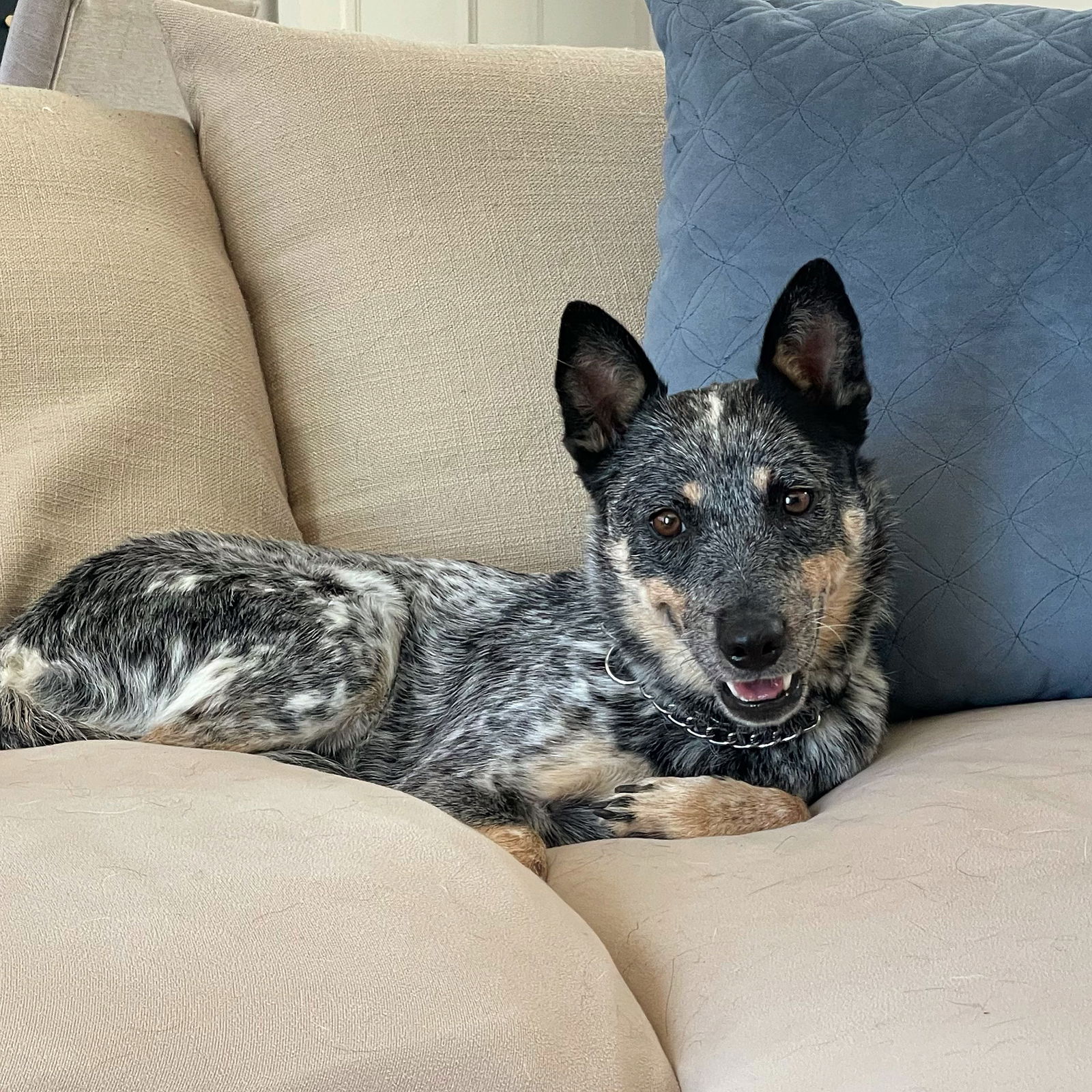 Cattle fashion dogs for adoption near me