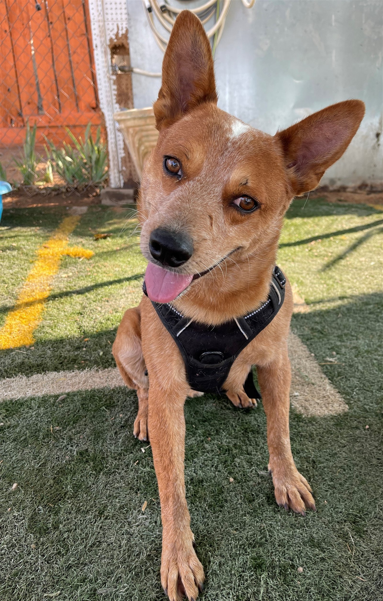 adoptable Dog in Apple Valley, CA named Sam -