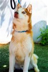 adoptable Dog in valley, AL named Rascal aka Poseidon -