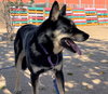 Hunter - Photo 10