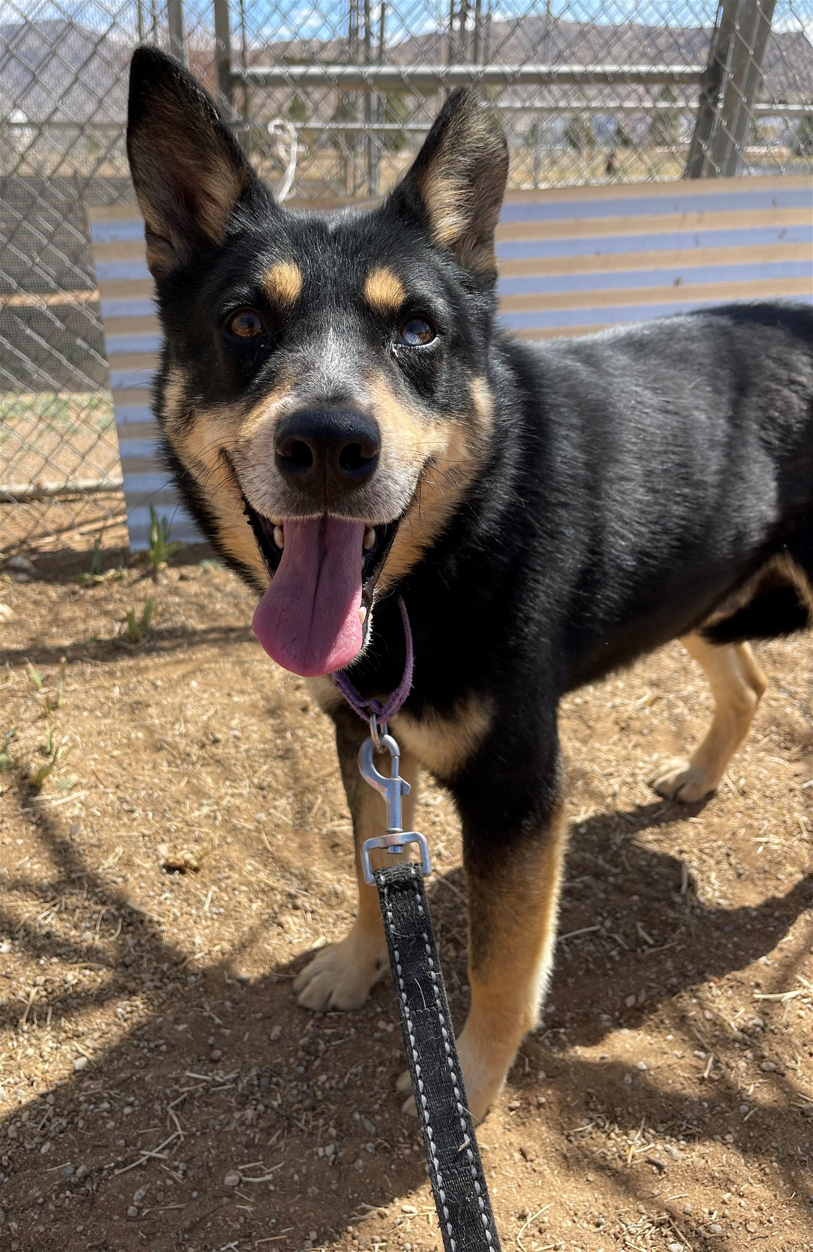 adoptable Dog in Apple Valley, CA named Hunter -