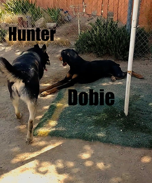Hunter — thumbnail 20