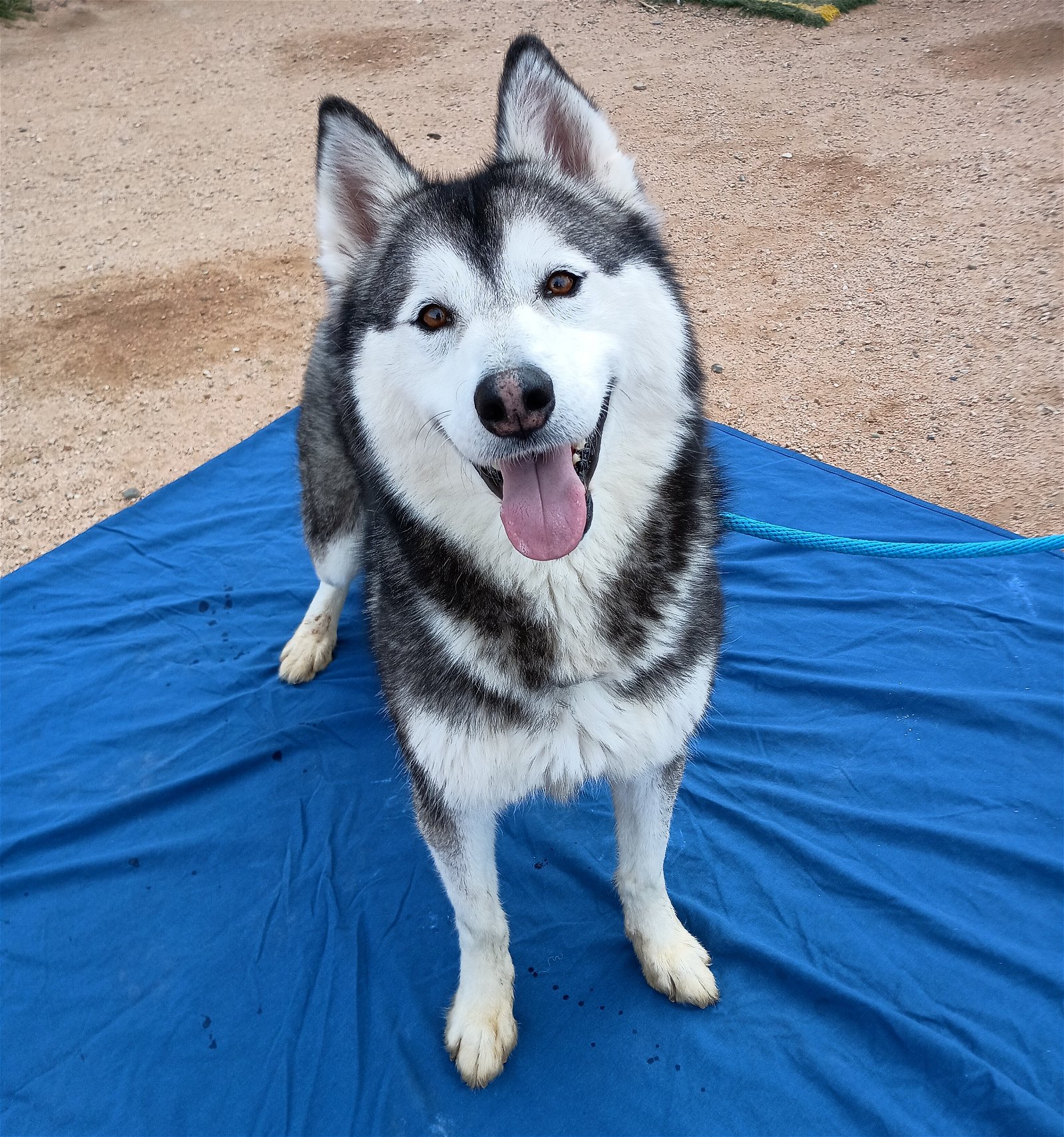 adoptable Dog in Apple Valley, CA named Mushy