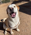 Prancer - Photo 11