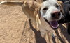 Prancer - Photo 10