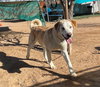 Prancer - Photo 3
