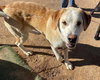 Prancer - Photo 9