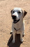 Prancer - Photo 4