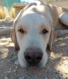 Prancer - Photo 2