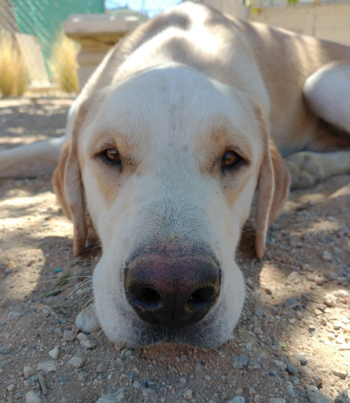 PRANCER - Chesapeake Bay Retriever / Labrador Retriever available for adoption