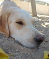Prancer - Photo 6