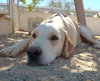 Prancer - Photo 5