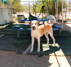 Prancer - Photo 8