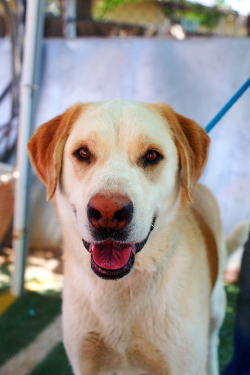 PRANCER - Chesapeake Bay Retriever / Labrador Retriever available for adoption