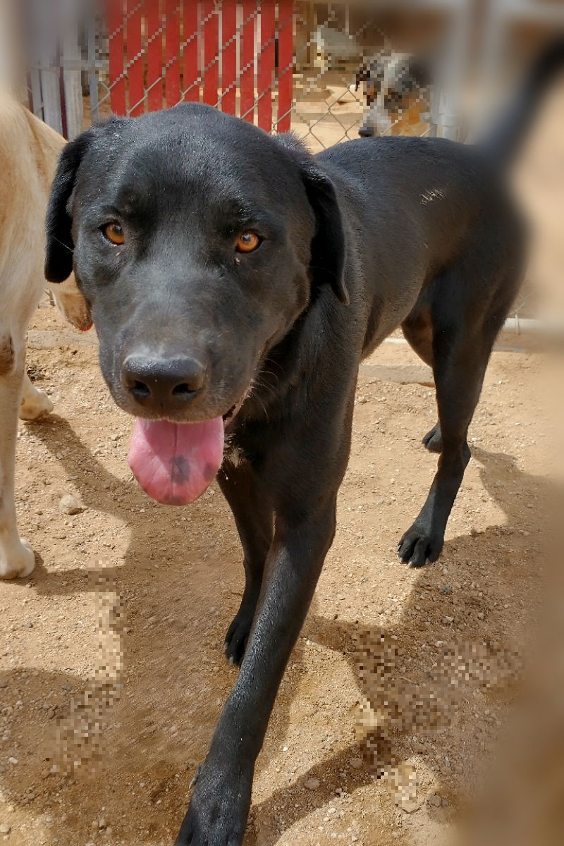 adoptable Dog in Apple Valley, CA named Blitzen- Stunning!