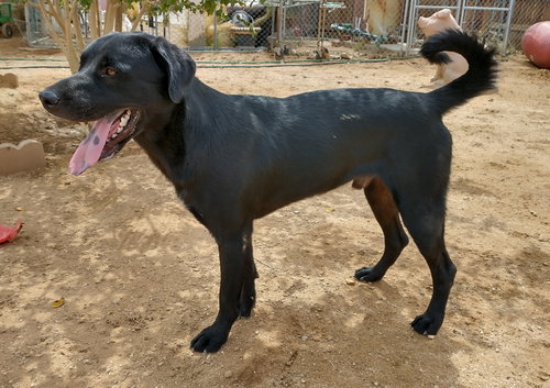 BLITZEN- STUNNING!  ** - Chesapeake Bay Retriever / Labrador Retriever available for adoption