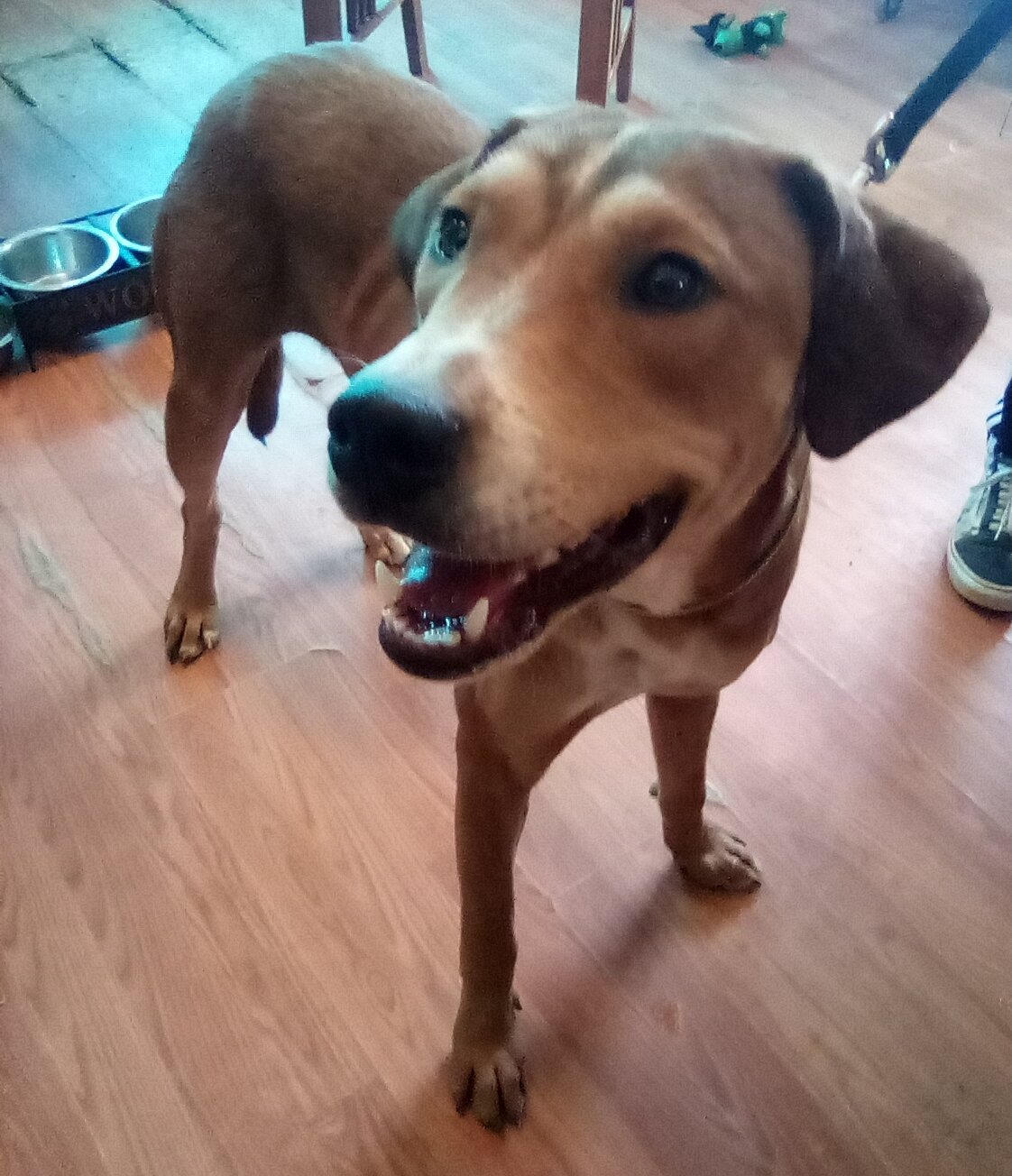adoptable Dog in Apple Valley, CA named Lucas Baja -