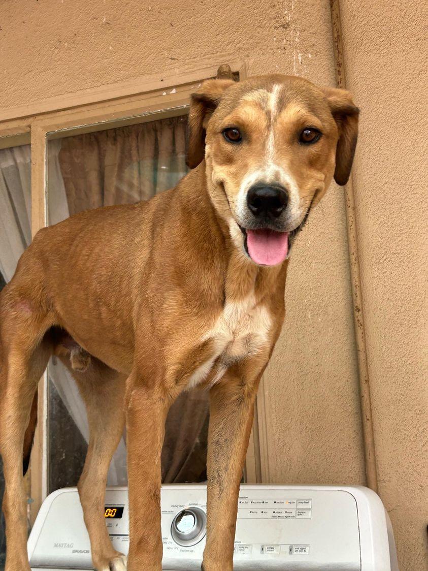 adoptable Dog in Apple Valley, CA named Lucas Baja -