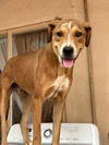 adoptable Dog in Apple Valley, CA named Lucas Baja -