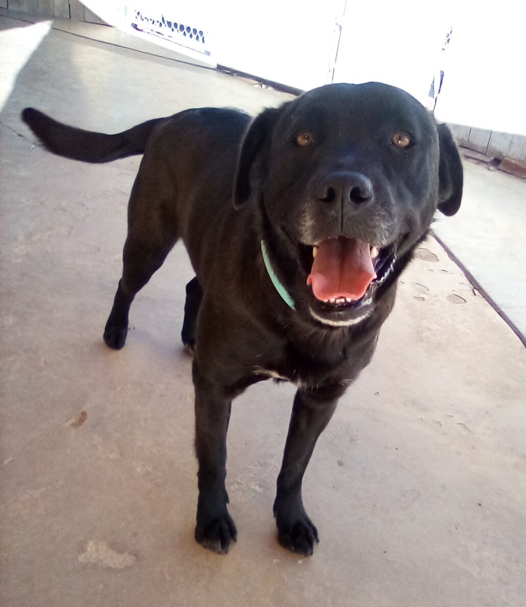 adoptable Dog in Apple Valley, CA named Mowgli -