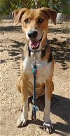 adoptable Dog in valley, AL named Remington -