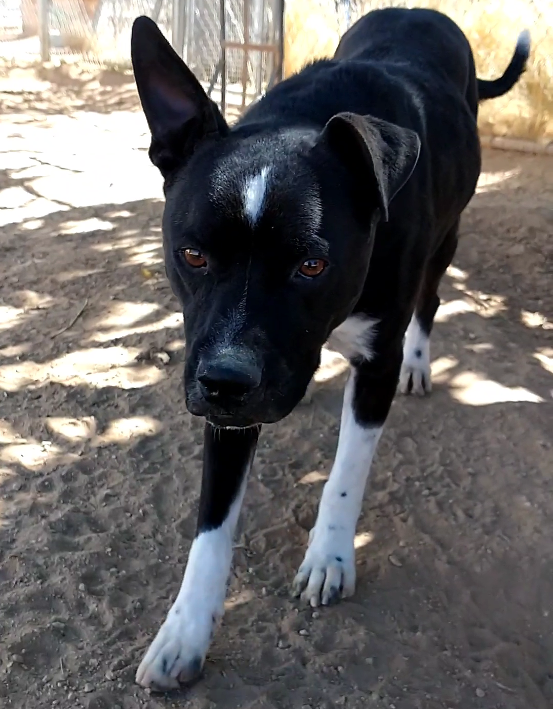 adoptable Dog in Apple Valley, CA named Denzel