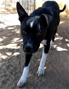 adoptable Dog in apple valley, ca, CA named Denzel