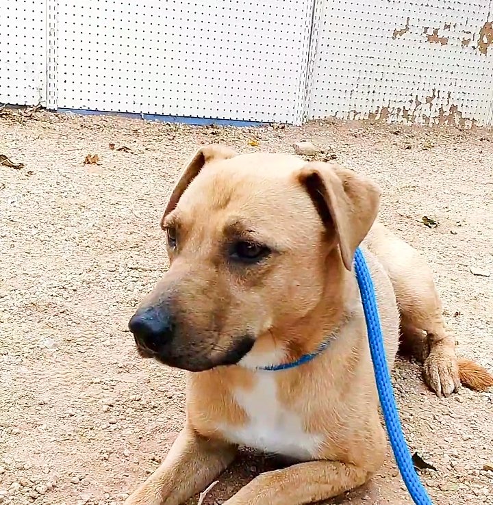adoptable Dog in Apple Valley, CA named Kenny -